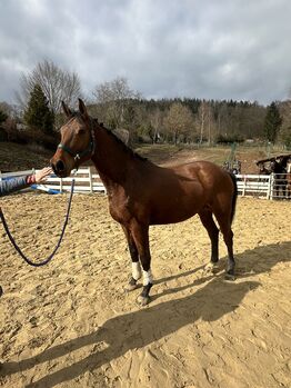 Springpferd roh Tausch möglich, Stefanie Wald, Horses For Sale, Zella-Mehlis