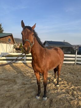 Springpferd roh Tausch möglich