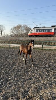 Springbetonter Hengst mit hervorragender Galoppade (v. Casiro |)