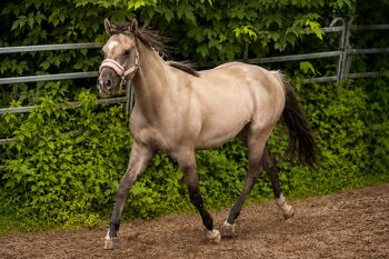 Junge Quarter Horse Nachwuchsstute mit außergewöhnlichem Charakter und Qualität