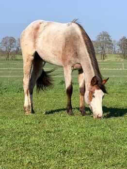 Junge Quarter Horse Stute mit sanftem Wesen und großem Potenzial, Kerstin Rehbehn (Pferdemarketing Ost), Pferd kaufen, Nienburg