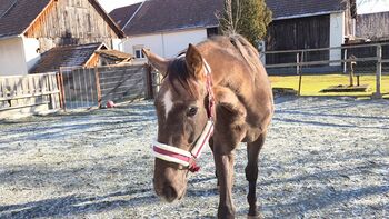Junge Stute für Springen/Vielseitigkeit