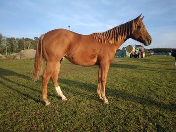 Jungpferd Stute, Wilma Wildfang, Pferd kaufen, Königswartha