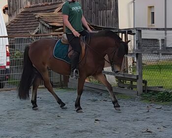 Jungpony zum weiter ausbilden!, Barbara Granig, Pferd kaufen, Unterwart