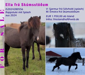 Jungstute mit Splash und viel Tölt, ausIsland, Ursula Richard, Horses For Sale, Südisland