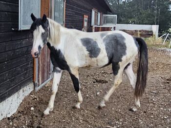 Kabardiner und PintoAngloKabardiner, Rike, Horses For Sale, Pürgschachen