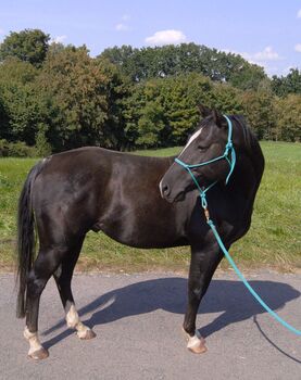 Sensibler Quarter Horse Wallach mit großem Herz sucht einfühlsamen Partner