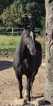 Sensibler Quarter Horse Wallach mit großem Herz sucht einfühlsamen Partner