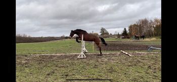 Sensible Reitpferdestute (Vollblut) für erfahrene Reiter mit Herz und Geduld