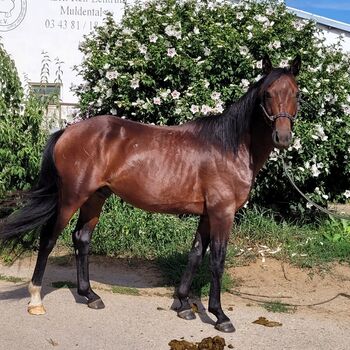 Sensibler Wallach, Marita Sedlaczek , Horses For Sale, Colditz