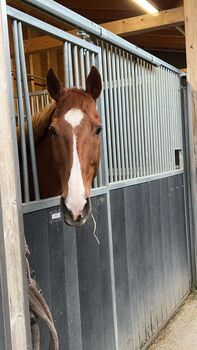 Liebe 14-jährige Stute, Sonja Strub-Saxer, Horses For Sale, Rafz