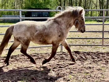 Liebe 3 jährige Farbwechsler Stute