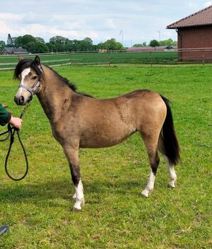 Liebes Kinderpony Welsh A Stute!!!!!!, Kerstin , Horses For Sale, Bakum