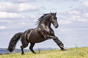 Liebe talentierte Friesenstute, Myriam Pfeilstücker, Horses For Sale, kleinblittersdorf