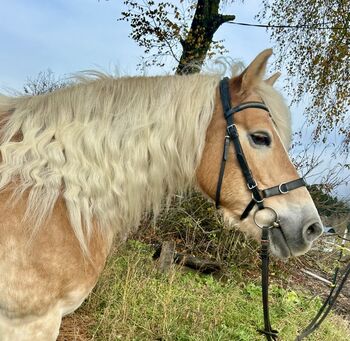 Liebe Haflingerstute!, Pferdeglück (Pferdeglück GmbH), Horses For Sale, Pelmberg