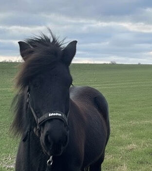 Liebe Isländer Stute, Lu, Horses For Sale, Haltern am See