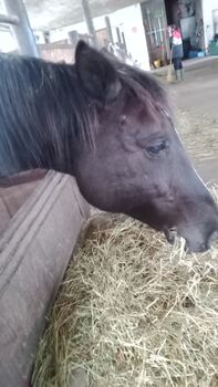 Liebes Pferdchen gesucht