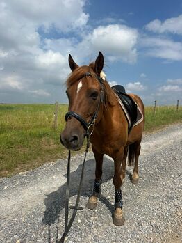 Liebes Pony abzugeben