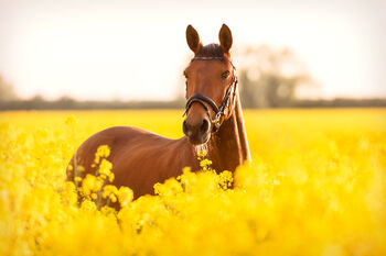 Liebe Pony-Oma, Katharina , Horses For Sale, Roßlau