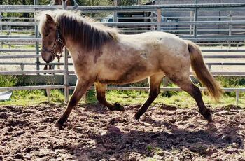 Liebe junge Farbwechseler Stute