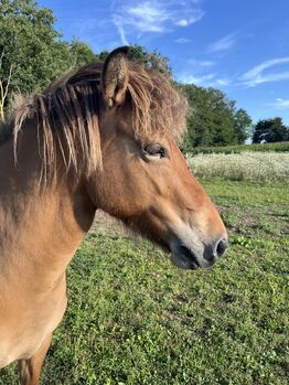 liebe Jungstute, roh