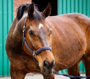 Lieber Wallach in beste Hände abzugeben, Privat, Horses For Sale, Bottrop