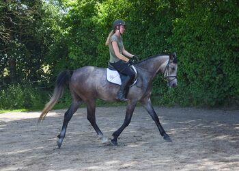 Liebevoll aufgezogener 4-jähriger Shagya Araber Wallach