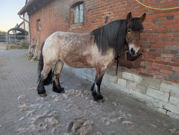 Kaltblut Rheinisch Deutsch, Künzel , Horses For Sale, Söhlde