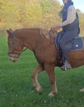 Kaltblut Wallach dringend zu verkaufen, Stefanie , Horses For Sale, Burgpreppach 