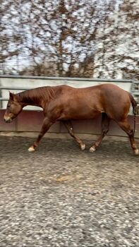 ruhige, gut gerittene Paint Horse Stute, Kerstin Rehbehn (Pferdemarketing Ost), Horses For Sale, Nienburg