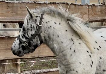 Championatssieger DtPb Shetlandpony/Shetty HF Tigerschecke, Nicole Prignitz , Horses For Sale, Groß Molzahn 