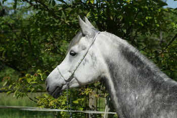 Show Halfter "Crystal"  wunderschön mit Kubusperlen komplett mit Kette und Strick, Showhalfter, Una (Horse-design), Kantary, Rot am See