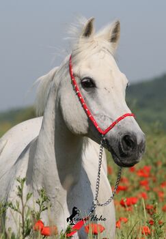 Show Halfter "Crystal" wunderschön mit Kubusperlen komplett mit Kette und Strick, Showhalfter, Una (Horse-design), Kantary, Rot am See