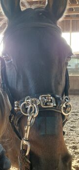 Kappzaum Leder 4 Horses Kappzaum Excellence