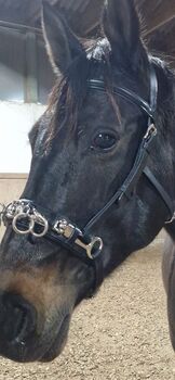 Kappzaum Leder, 4 Horses Kappzaum Excellence, Corinna , Longieren, Knieparz unter der Leithen