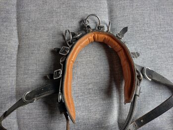 Kappzaum Leder WB, Jenny, Lunging, Zürich