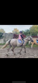 KARAKACHAN Stute, Nicole , Horses For Sale, Nienburg (Saale)