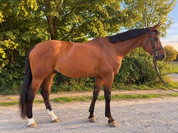 Chrakterpferd sucht Herzensmensch, JS, Horses For Sale, Jengen
