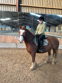 Chesnut pony