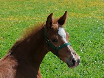 Fuchs Hengst 2 jährig