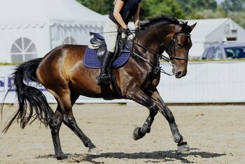 Kentaur Triton Springsattel 17 Zoll Fit 3 Kentaur Triton