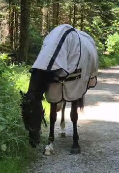 Kentucky Horsewear Mesh Fliegendecke - 155 Kentucky Horsewear