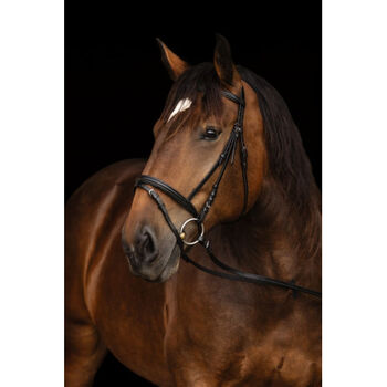 Kerbl Trensenzaum Kaltblut schwarz UVP 34,99€, WOW Pferd  (WOW Pferd), Trensen, Bayern - Attenkirchen