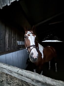 Keutschach (Kärnten) Reitbeteiligung für Erfahrene (f. 1 oder 2 Pferde), Deutsches Warmblut (Stute) Turnierpferd im Wiederaufbau, Gabi, Reitbeteiligungen, Pörtschach