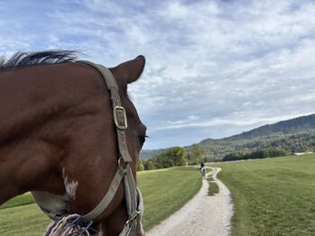 Keutschach (Kärnten) Reitbeteiligung für Erfahrene (f. 1 oder 2 Pferde), Deutsches Warmblut (Stute) Turnierpferd im Wiederaufbau, Gabi, Horse Sharing, Pörtschach
