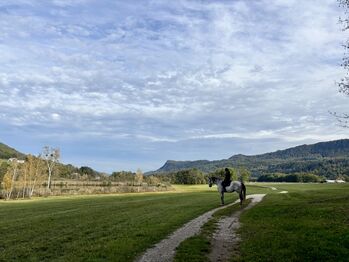 Keutschach (Kärnten) Reitbeteiligung Wallach für Erfahrene (f. 1 oder Poln. Warmblut Wallach