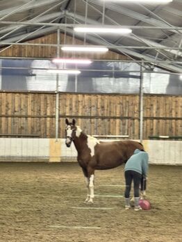 Keutschach (Kärnten) Reitbeteiligung für Erfahrene (f. 1 oder 2 Pferde) Deutsches Warmblut (Stute) Turnierpferd im Wiederaufbau