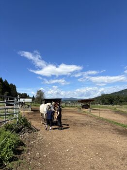 Keutschach (Kärnten) Reitbeteiligung Wallach für Erfahrene (f. 1 oder Poln. Warmblut Wallach