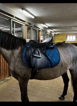 Kiefer Sattel Europe CT Comfort, Kieffer  VS Sattel, Monika Hartnagel , Vielseitigkeitssattel (VS), Feuchtwangen 