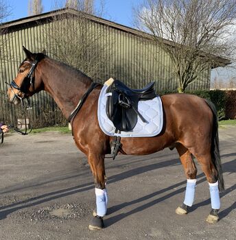 Kieffer Dressursattel, Kieffer Malmö, Charlotte Wingen, Dressage Saddle, Düsseldorf